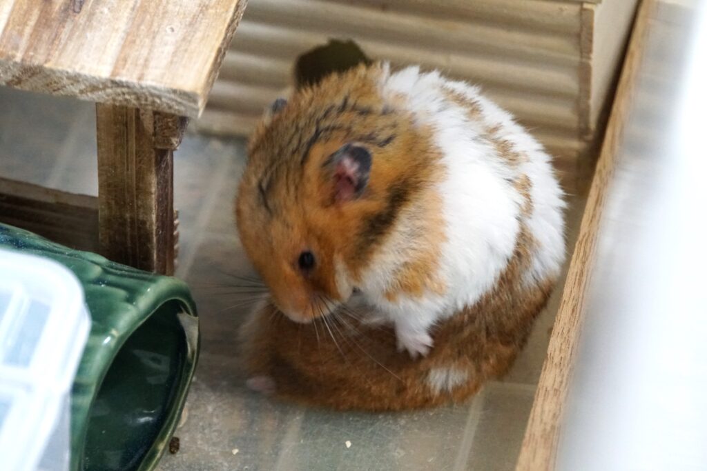 ゴールデンハムスター