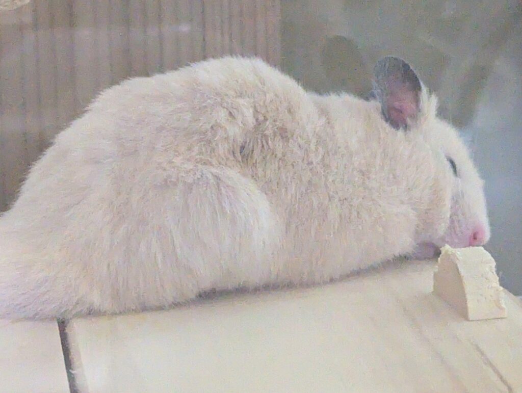 寝てるハムスター