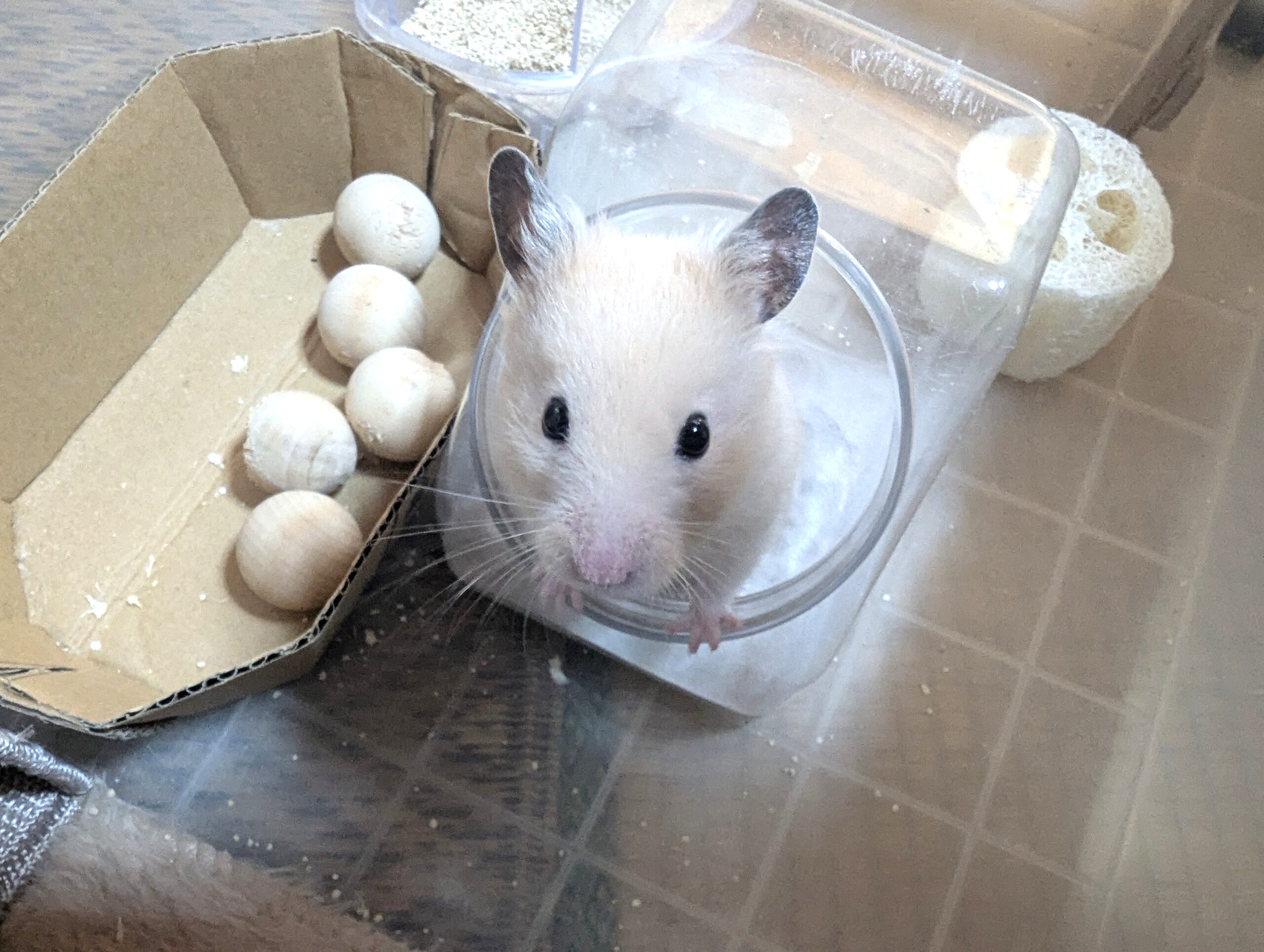 砂堀をするジャック