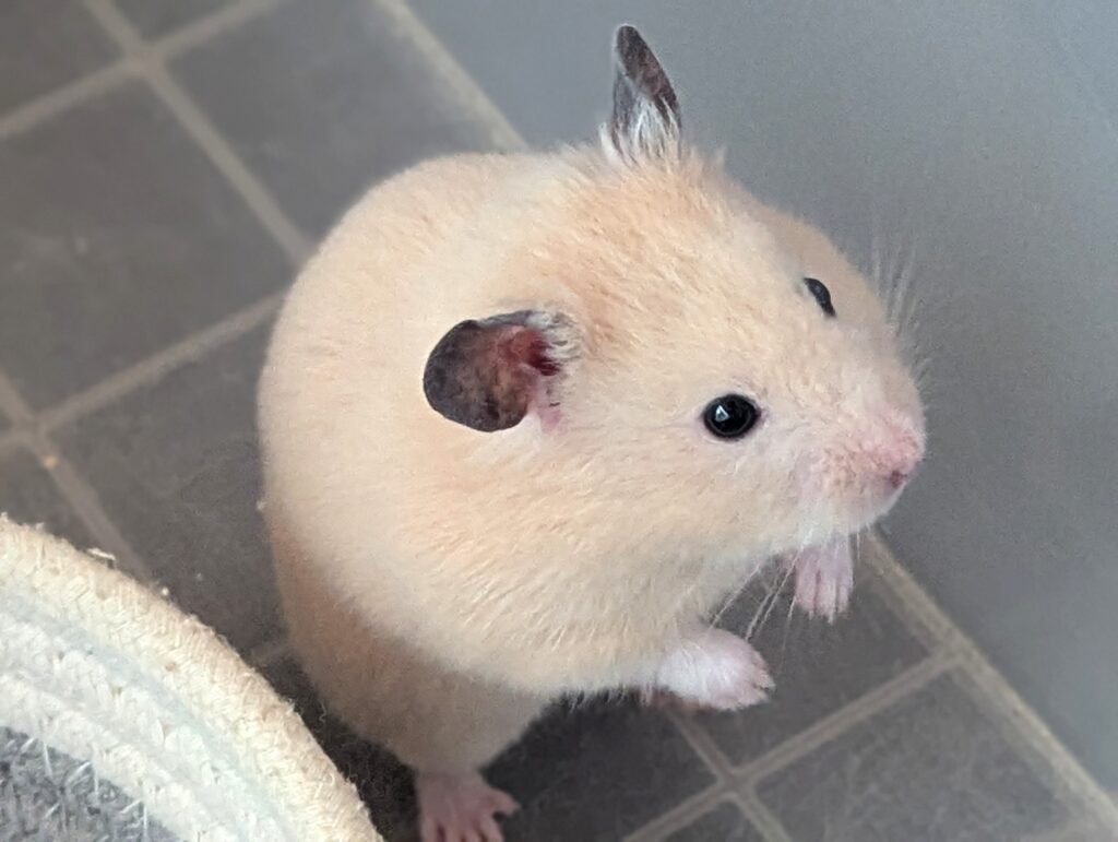 ゲージで遊ぶハムスター