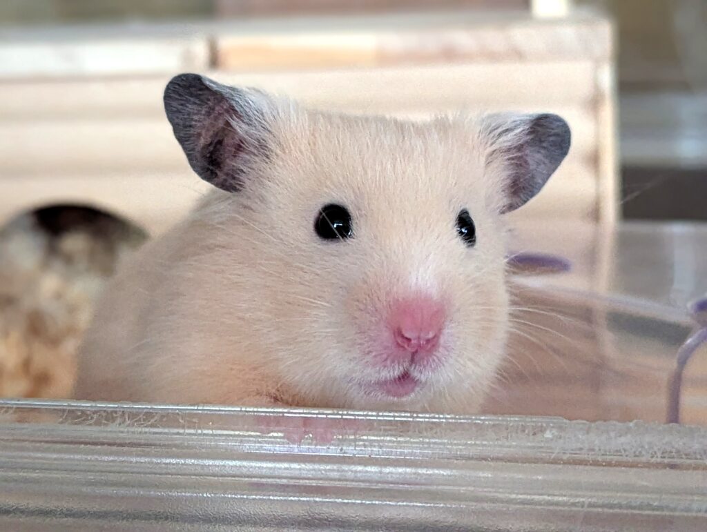 キンクマハムスター