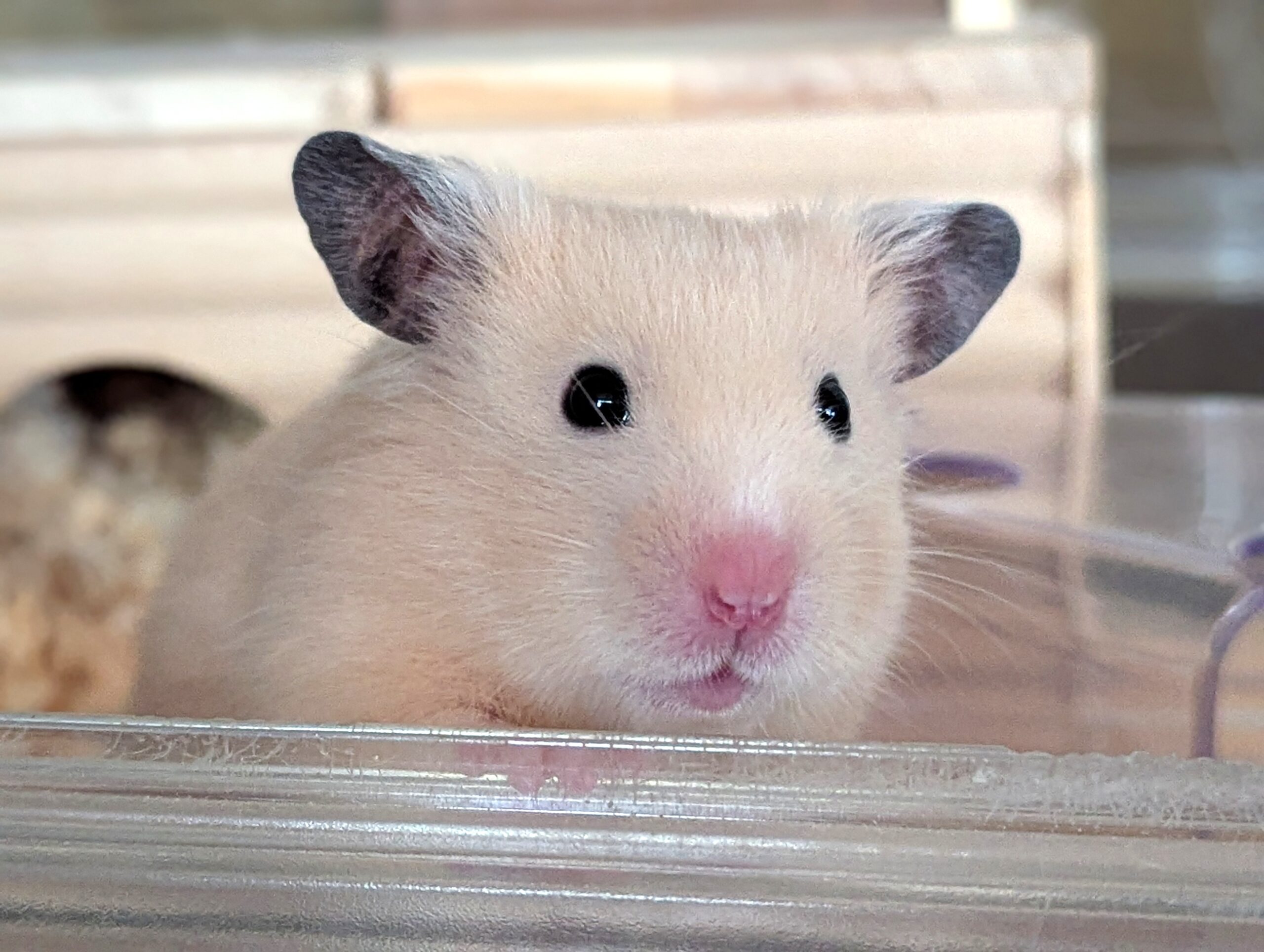 キンクマハムスター