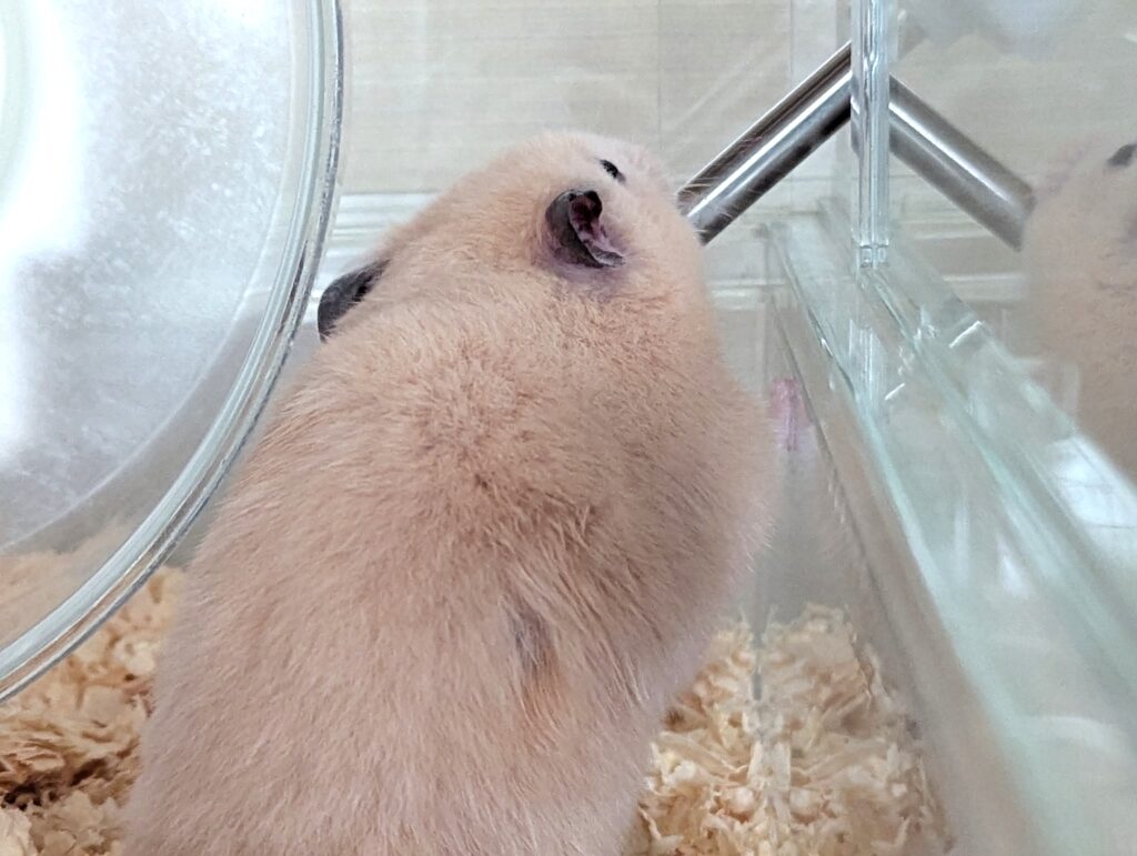 水を飲むハムスター