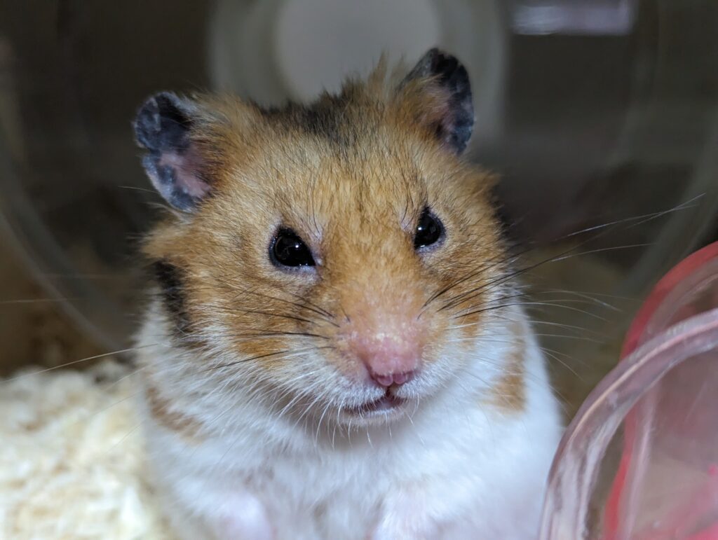 ゴールデンハムスター