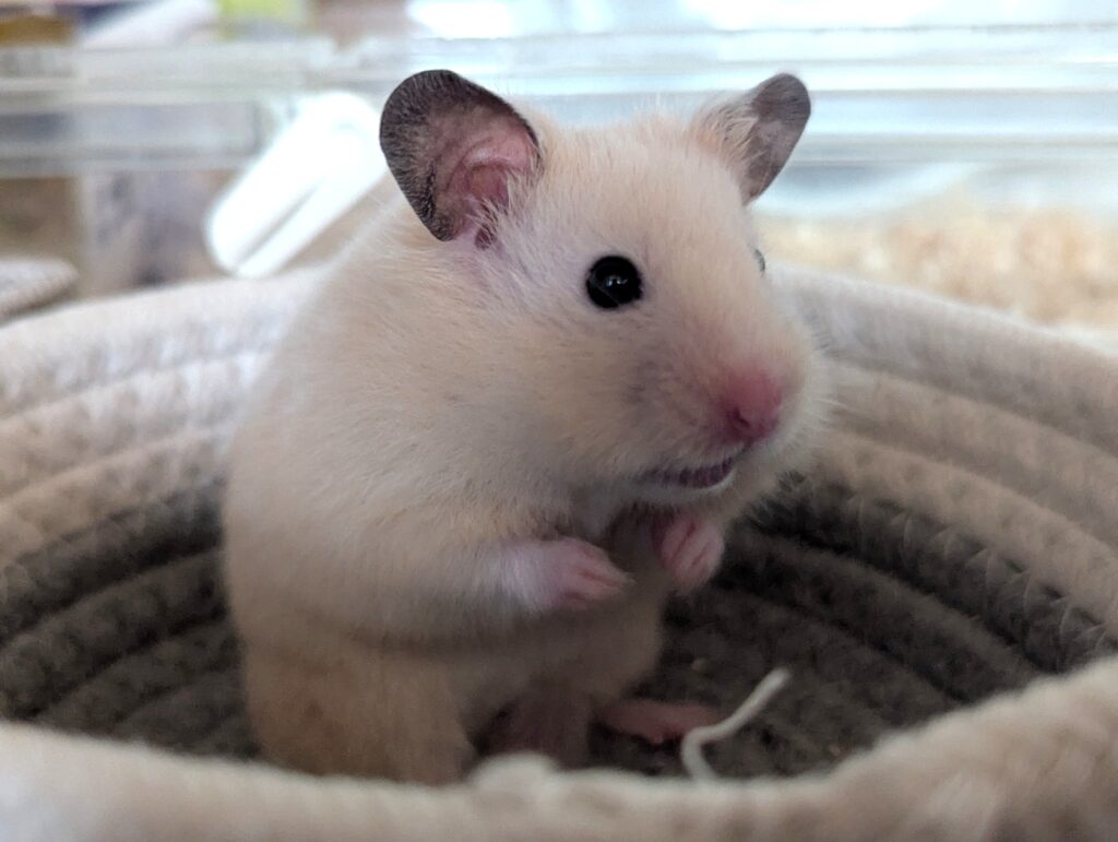 おわんに入るハムスター