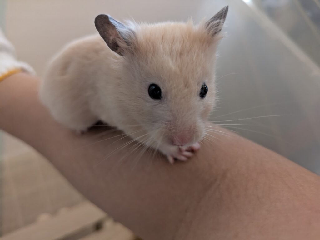 キンクマハムスター