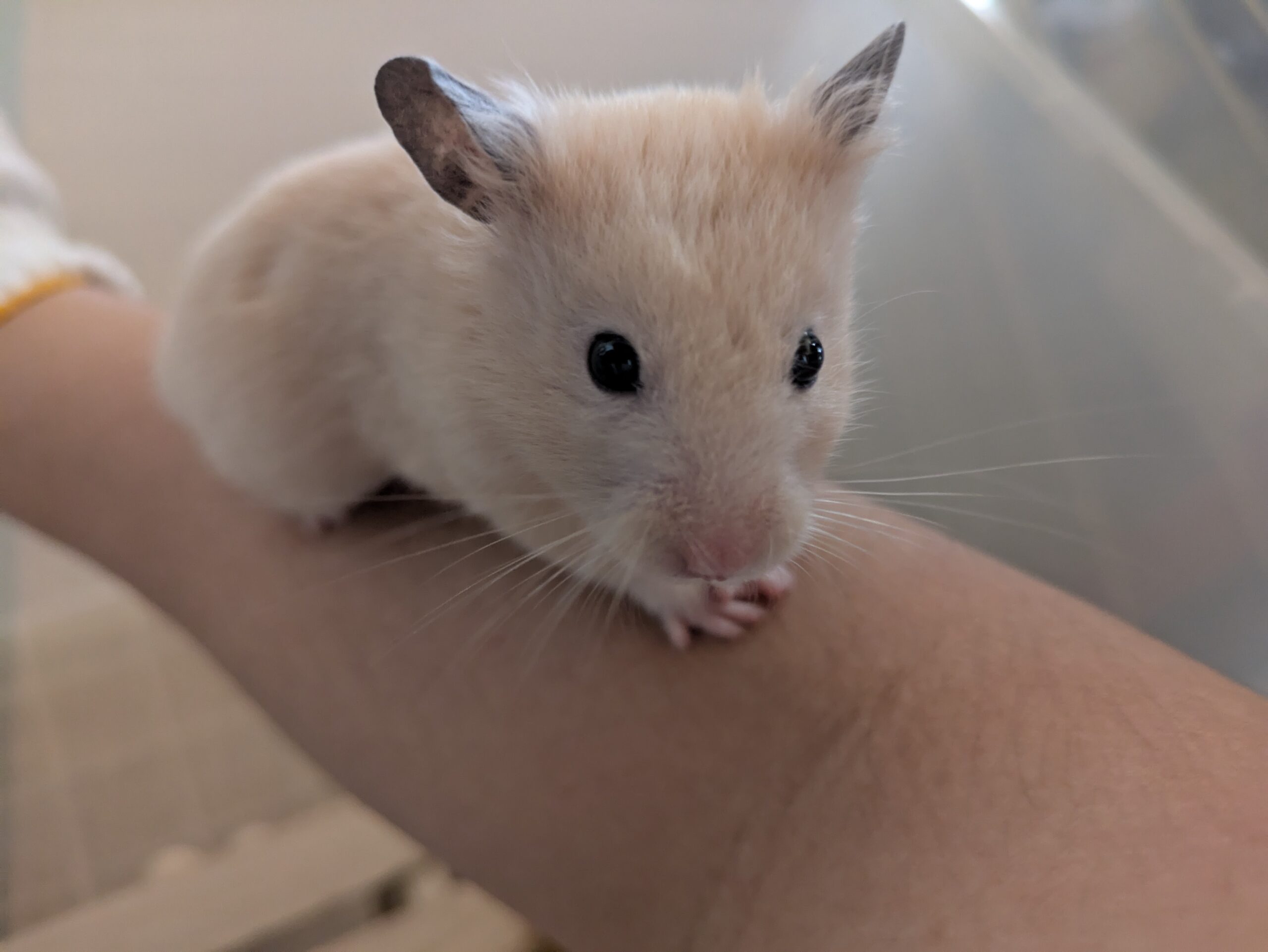 キンクマハムスター