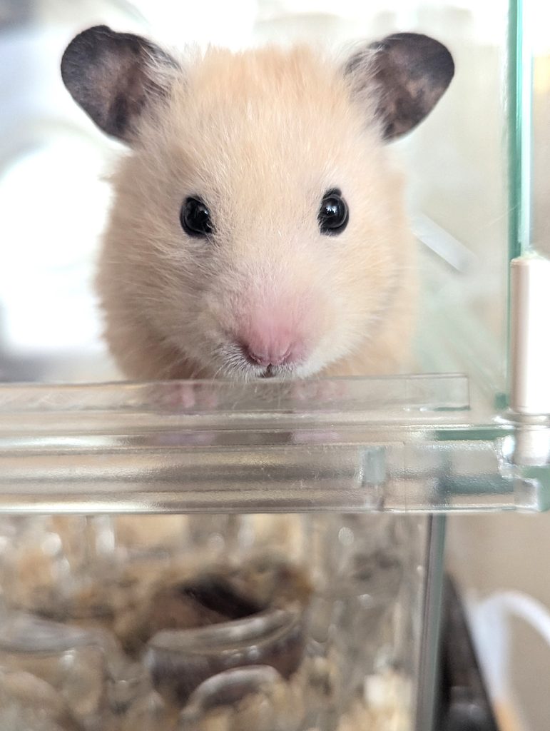 近づいて来るキンクマハムスター